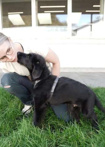 Hundelufterkursus - Klik for at tilmelde dig